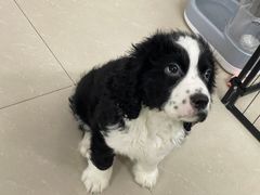 -严国平动物医院(德政总院)