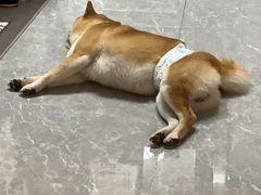 -美联众合爱康动物医院•复杂内科•肿瘤科•牙科•腔镜诊疗中心