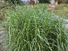 -汉长安城未央宫国家考古遗址公园