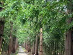 -同里国家湿地公园