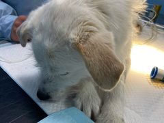 -爱贝特动物医院·猫口炎专科