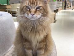 -藏猫猫咖啡主题馆(中央大道店)