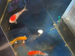 -洞庭家宴·头牌甲鱼(广渠门店)