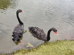 -五缘湾湿地公园