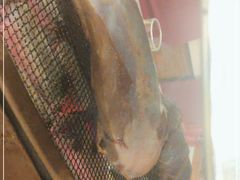 -腾格勒烤羊腿