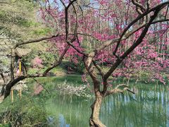 -杭州植物园