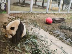 -西安秦岭野生动物园