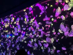 -珠海长隆海洋王国