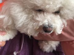 -瑞派福兴宠物医院犬猫全科·骨科·中西医结合(河东店)