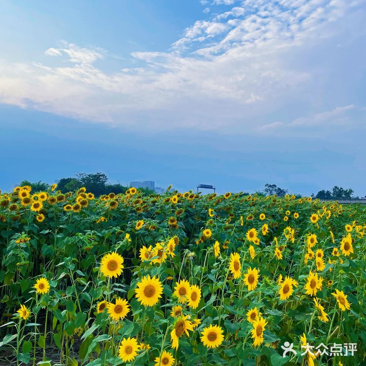 比姚明高的向日葵🌻花海