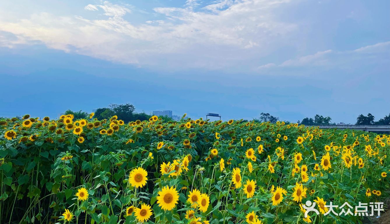 比姚明高的向日葵🌻花海