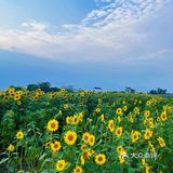 比姚明高的向日葵🌻花海