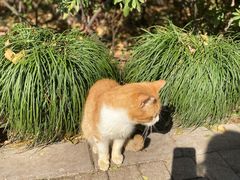 -静安公园(静安寺街道)