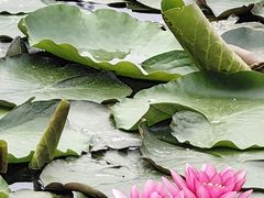 -沈阳植物园