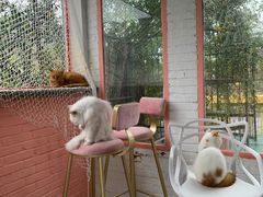 -喵屿·大理花园猫咖