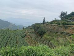 -杨家堂村