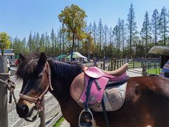 -前小桔亲子创意农场·草莓采摘·露营烧烤