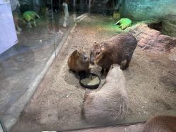 -Zoolung Zoolung动物主题公园(海信广场店)