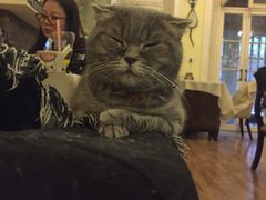 -猫色咖啡·猫咖