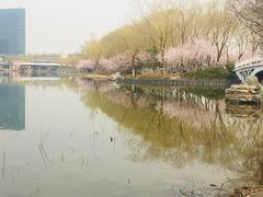 -大兴滨河森林公园