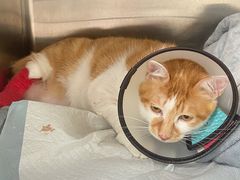 -艾贝尔宠物医院·24H转诊中心·肿瘤猫专科(江宁双龙店)