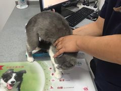 -萌兽医馆·绝育·24小时内科·宠物医院(德胜店)