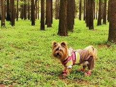 -蜀冈西峰生态公园