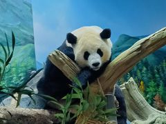 -武汉动物园