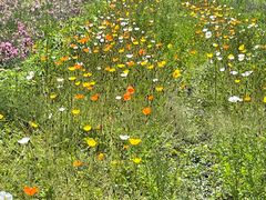 -紫颐香薰山谷景区