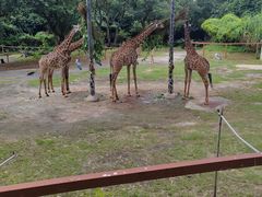 -深圳野生动物园