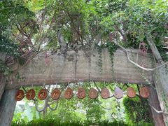 -西双版纳原始森林公园