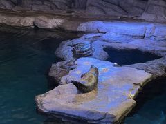 -西安曲江海洋极地公园