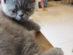 -平行世界·猫咖(首经贸店)