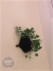 点击看大图 -艾维庭美容纤体SPA