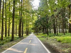 -黄海国家森林公园