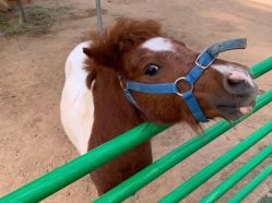 -萌宠亲子动物乐园(槐房万达店)