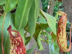 -中国科学院西双版纳热带植物园