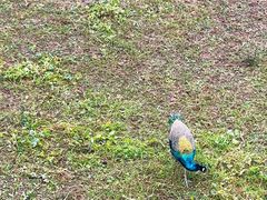 -北京麋鹿生态实验中心