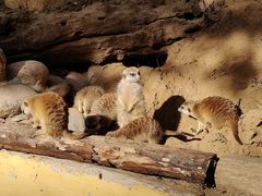 -北京野生动物园