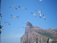 景点-长岛万鸟岛