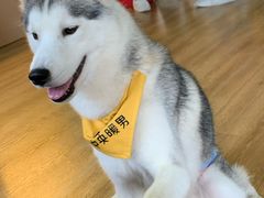 -Husky Go! 哈士奇体验馆·宠物咖啡厅狗咖