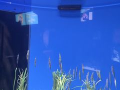 -瑞普利水族馆