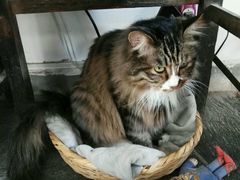 -Anne猫窝咖啡屋
