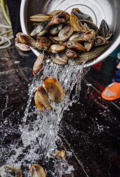 捕捞原味,适时而食!大概说的就是北海蚌仔吧!
