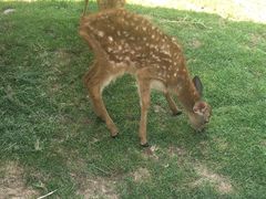 -北京鹿世界主题园