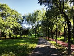 -大兴滨河森林公园