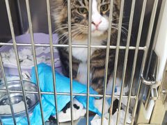 -达爱动物医院·犬猫分区·CT·复杂眼科(远洋山水分院)