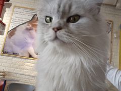 -平行世界·猫咖(首经贸店)