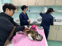-北京观赏动物医院·24小时大型综合·猫专科·异宠专科