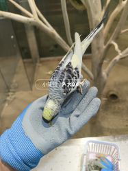 -神奇动物撸宠馆·羊驼·小浣熊·异宠(豫园店)